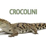 Crocolini: The Adorable Miniature of the Crocodile World
